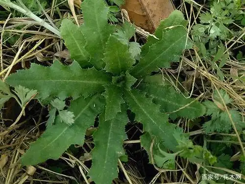这草叶子带刺,是农田害草,农民见了就铲,殊不知是野菜一斤12元