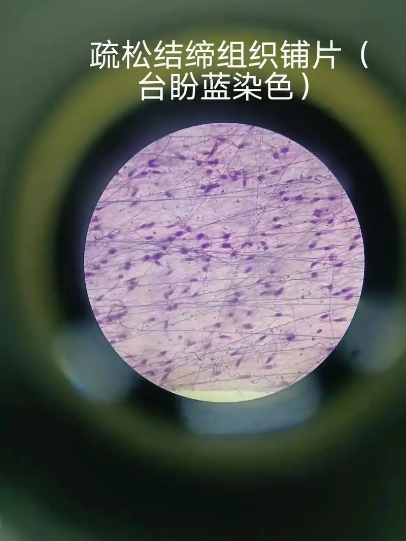 显微镜下的世界 #微观世界 - 抖音