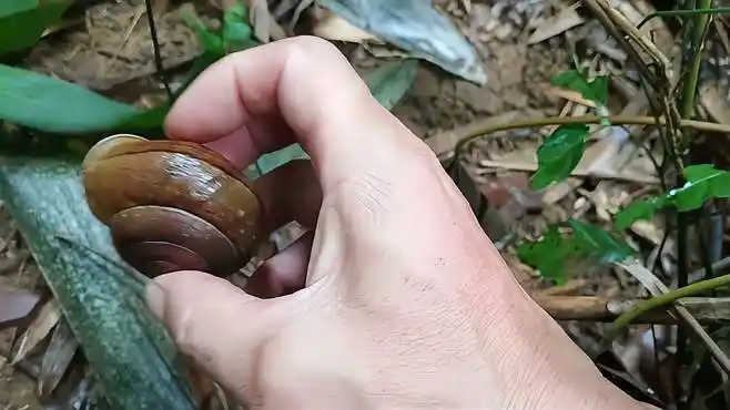 连续雨天才会出现的这些山螺,集市上卖到五元一个