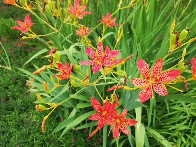 射干花.射干是一味中草药,清热解毒,消肿去邪.