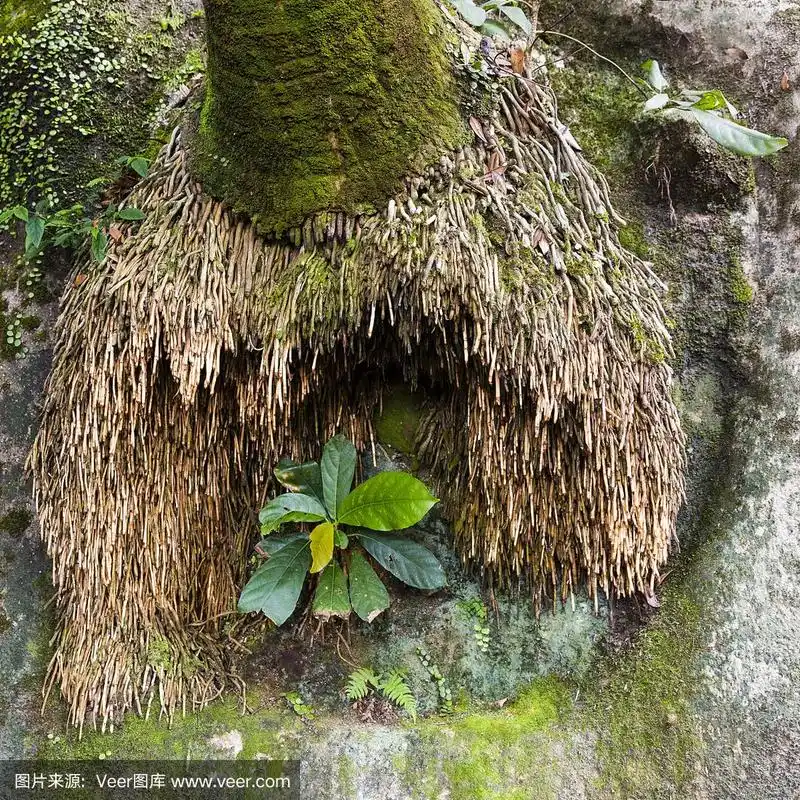 太平山,棕榈树,彩色图片,根部,无人