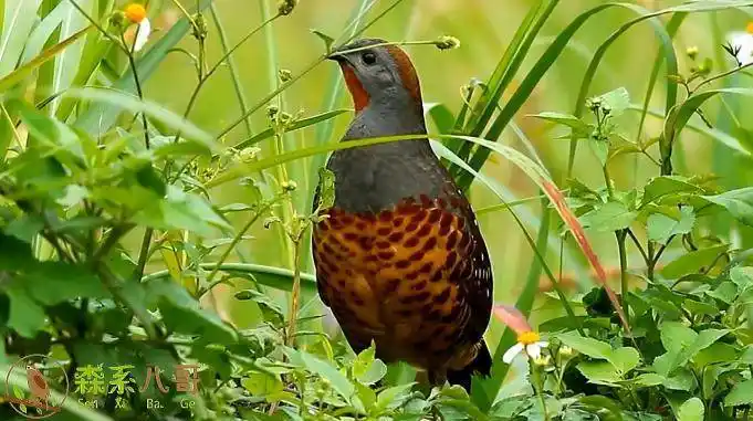 竹鸡的叫声,一次听个够,似乎在说:你好怪!你好怪!