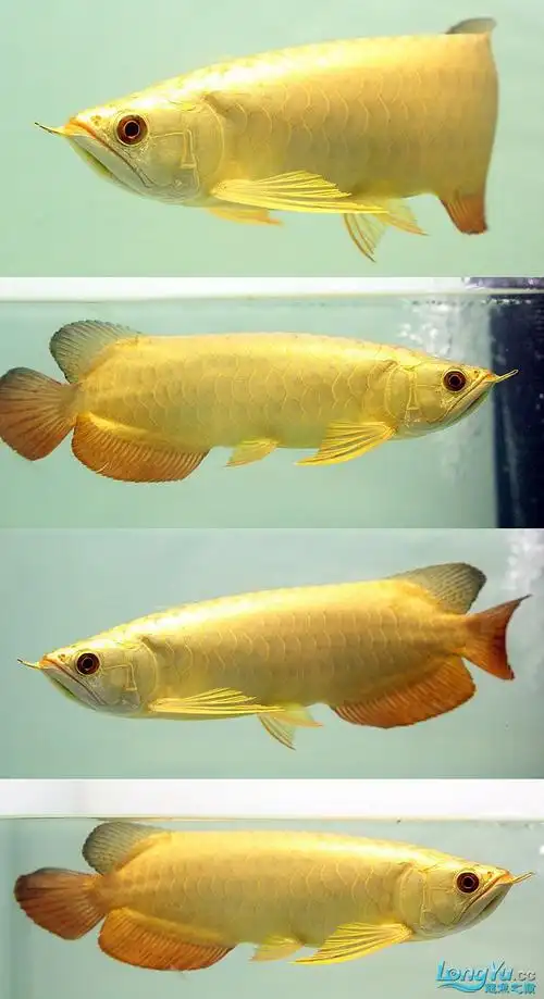 一条全金底金头金龙鱼,大家讨论下这类型的鱼前途如何!