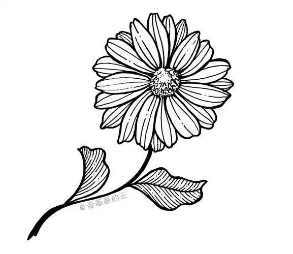 三款适合零基础画的小雏菊简单又好看而且一只中性笔就可以