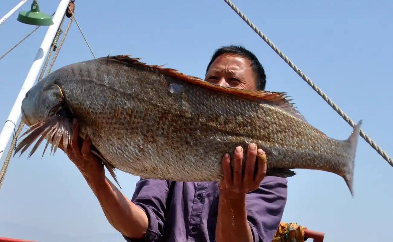 p>大米鱼,一作鮸鱼(音 miǎn),形似 a target