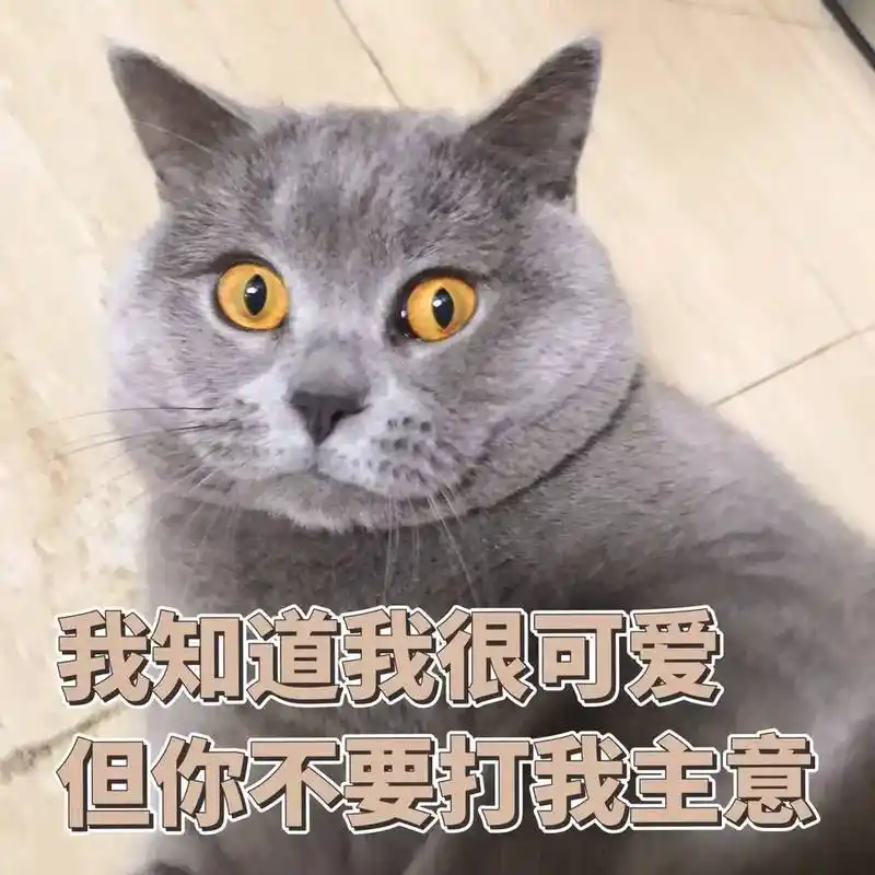 拥有一只脸大还蠢萌的蓝猫是种什么体验