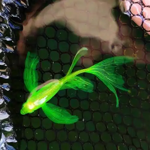 观赏热带鱼长鳍长尾翡翠蝶翼斑马鱼大号种鱼活鱼不打氧好养耐活鱼