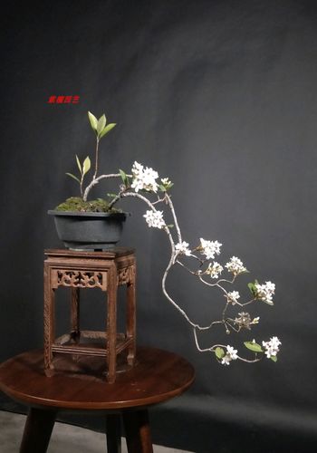 海岛小叶红芽春花盆景石斑木盆景老桩小叶春花盆景海岛春花