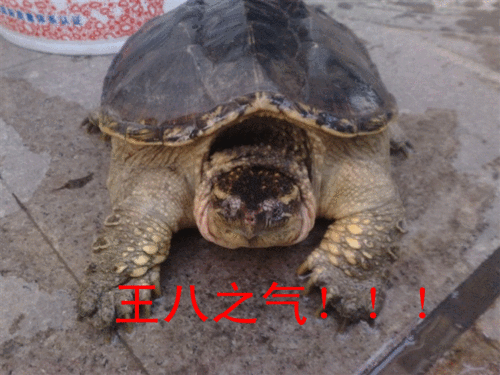 乌龟gif爬行gif恶搞gif王八之气gif