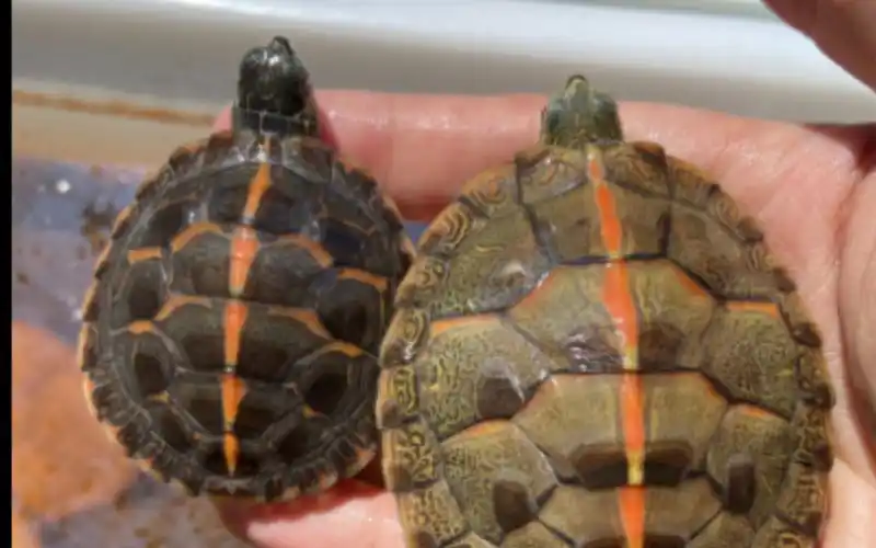 南部锦龟-2021年苗观赏