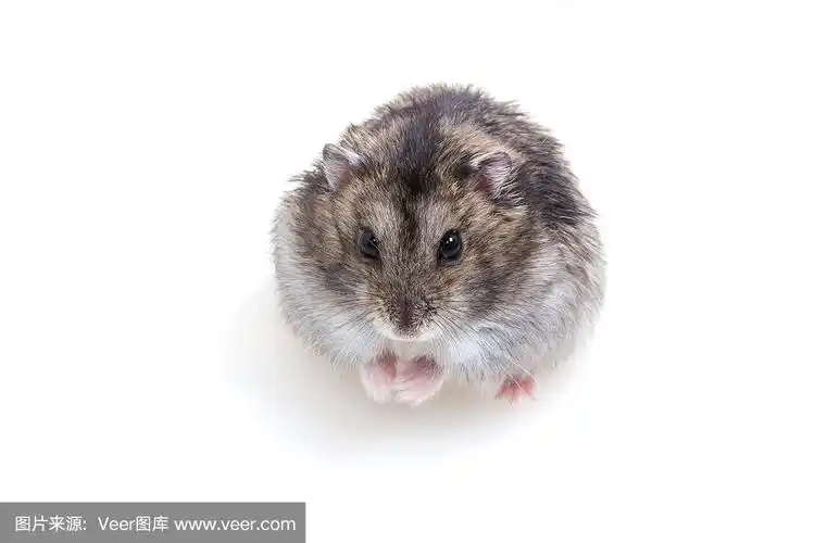 正常的冬白色仓鼠的颜色