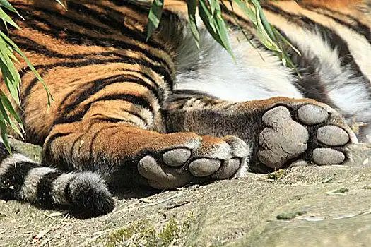 亚洲,印度,孟加拉虎,虎,俘获孟加拉虎,争斗孟加拉虎,岩石上布老虎