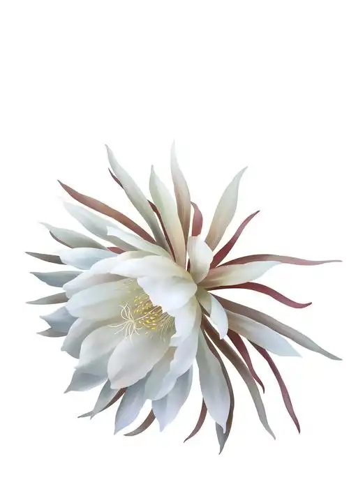 昙花图片(昙花的养殖方法和注意事项)