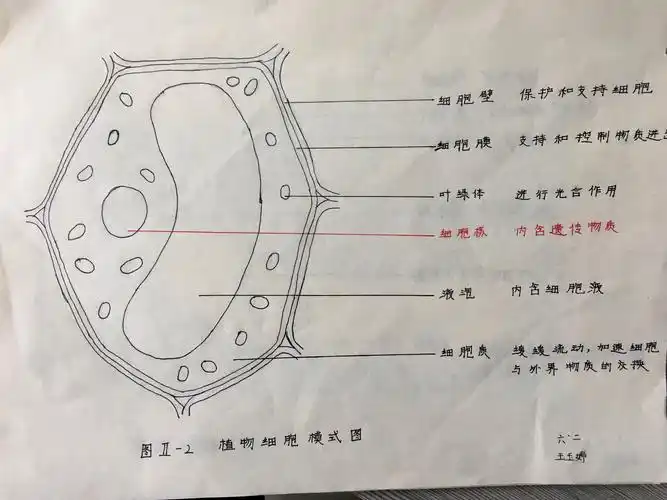 2020级2班植物细胞图