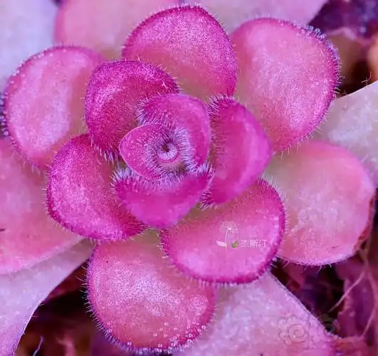 【食虫】危地马拉捕虫堇-图2