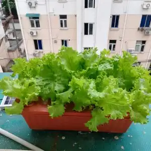 生菜苗秧苗种子大速直立紫色奶油阳台无土栽培水培室内盆栽蔬菜苗幸运