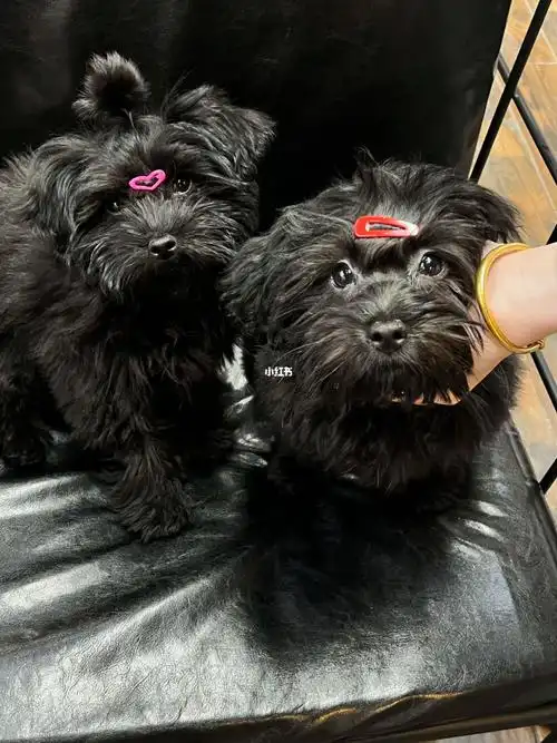 300元的泰迪雪纳瑞串串