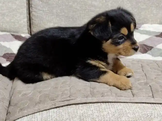 四眼黑土狗为什么那么贵呢