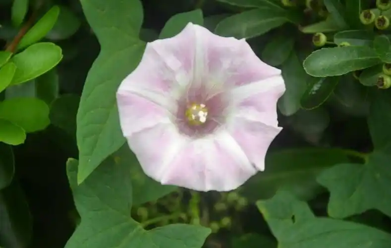 打碗花图片 打碗花野菜图片