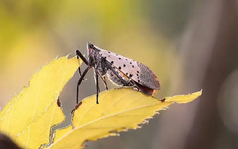 同时也是一种药用昆虫,虫体晒干后可入药,称为"樗鸡"
