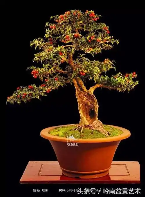 杂木不是贱木,做成盆景一样成就经典,身价百倍!