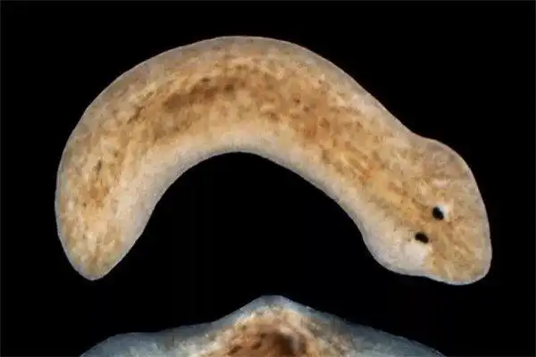 三角涡虫头部呈三角形的动物雌雄同体动物