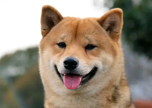 狗狗的这五种习惯,对主人来说都是甜蜜的烦恼,你遇到过吗?