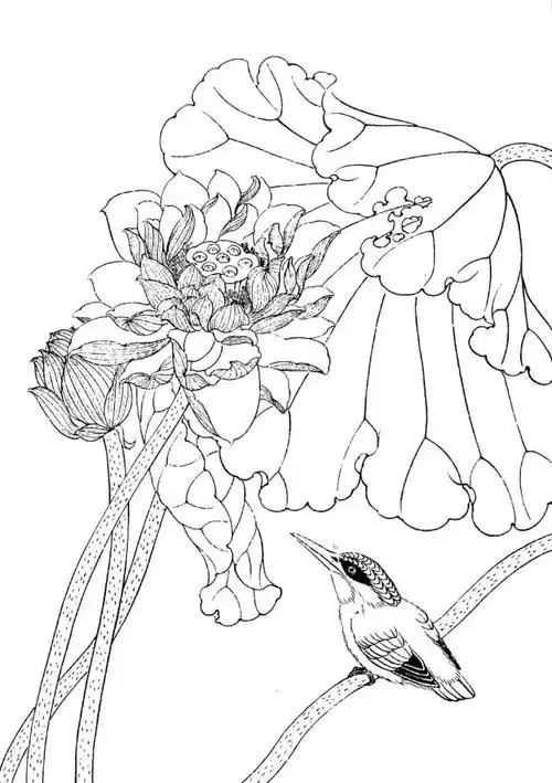 素材| 一组工笔荷花线描稿36图