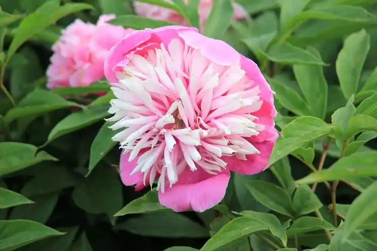 艳丽的芍药花图片第3张