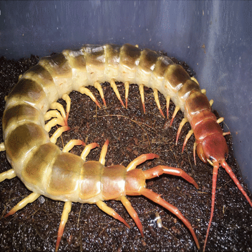 泰国原色火焰脚蜈蚣苗哈市宠物蜈蚣活体另类宠物小宠异宠全品三包