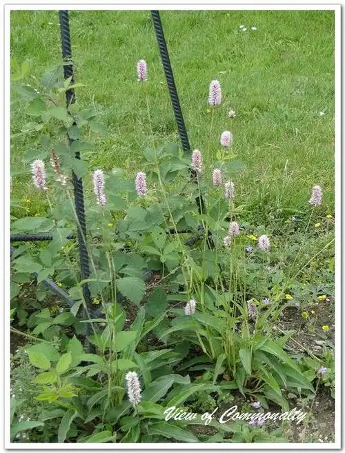 每天一味中草药拳参紫颜色的参又叫紫参清热凉血