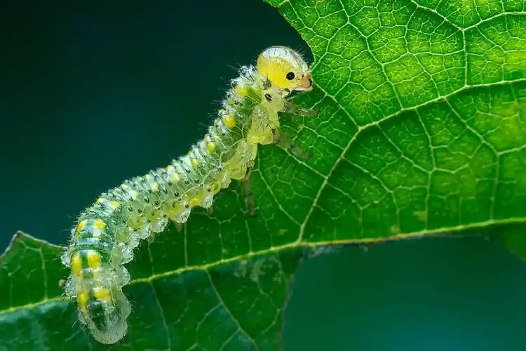 快看这些微距镜头下的昆虫