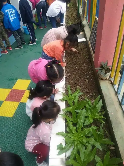 今天观察我们的植物,我们种的胡萝卜发芽咯!