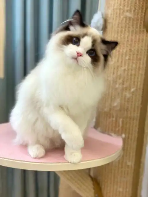 甜到犯规的弟弟要去新家啦赛级布偶猫