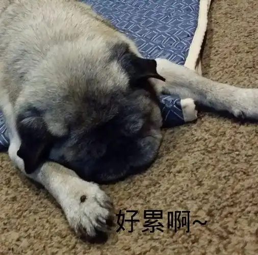 然而我是你爸爸表情包 - 表情图