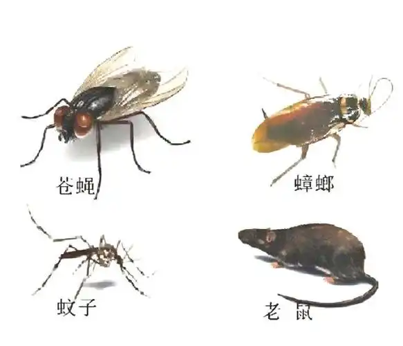 光明除四害杀虫公司