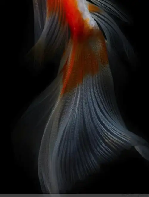 动物摄影图片之二【大尾巴金鱼】