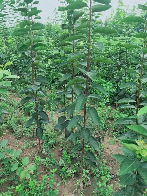 李子树苗价格两年生恐龙蛋品种