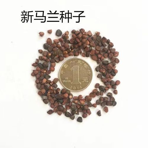 满柚春野生马兰头种子食用野菜籽四季播易种菜园阳台盆栽马兰头蔬菜