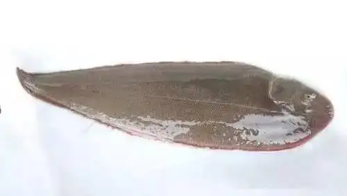 扁扁的大片海鱼是什么鱼