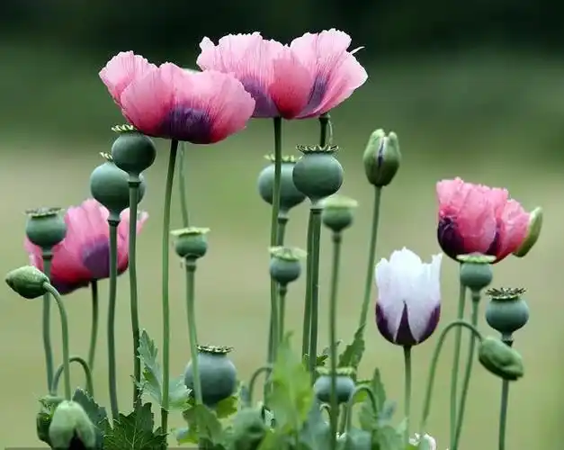 还有不法之徒在虞美人花丛中套种罂粟企图蒙混过关等等