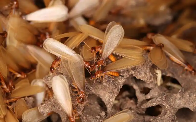 白蚁破坏家具怎么办?该怎么防治?(图2)