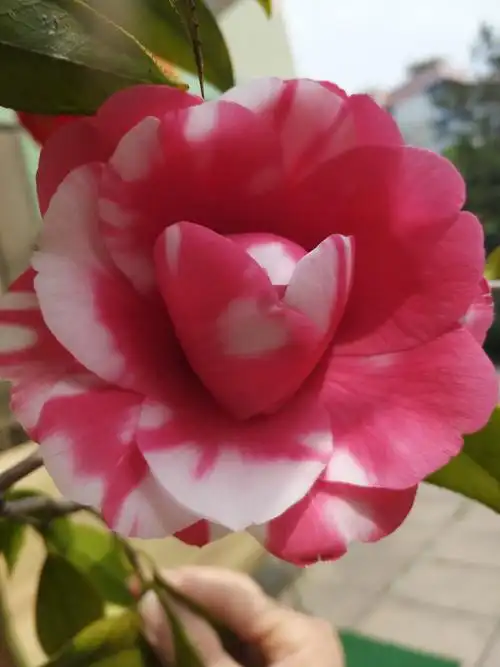 花鹤翎:是我国很罕见的茶花品种,其最大的特点就是,它开花需要很长的