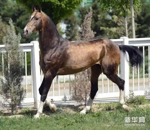 揭秘各国独特宝贝法国国宝竟然是她