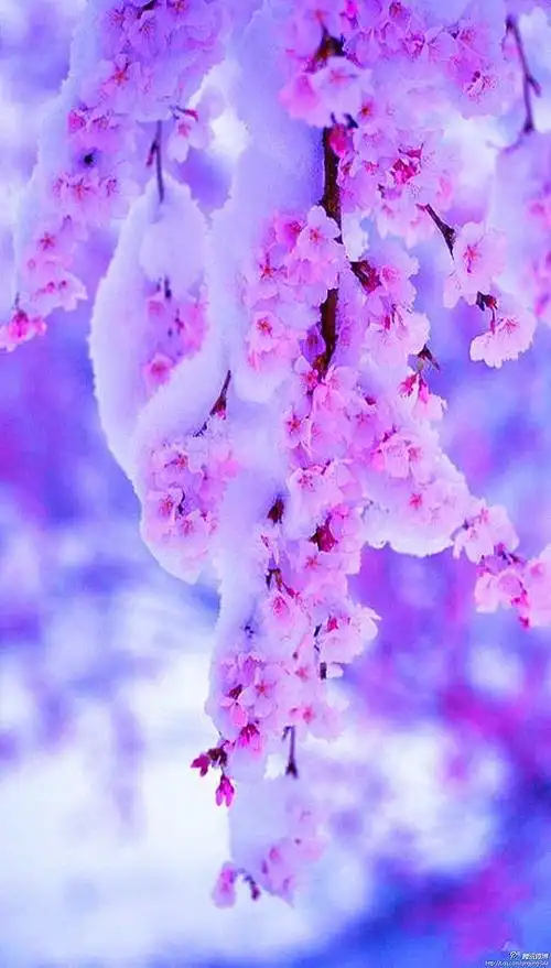 梅花在这清寒中绽开得纵横恣意一朵朵一瓣瓣朦胧在漫天白雪里雪在梅枝