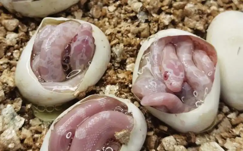 孵化60天 雪白玉米蛇宝宝出壳啦!