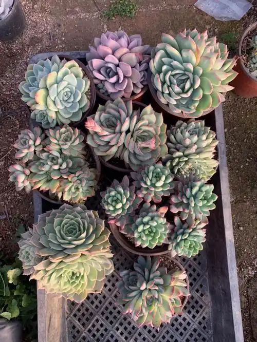 多肉群生组合10颗精品如图