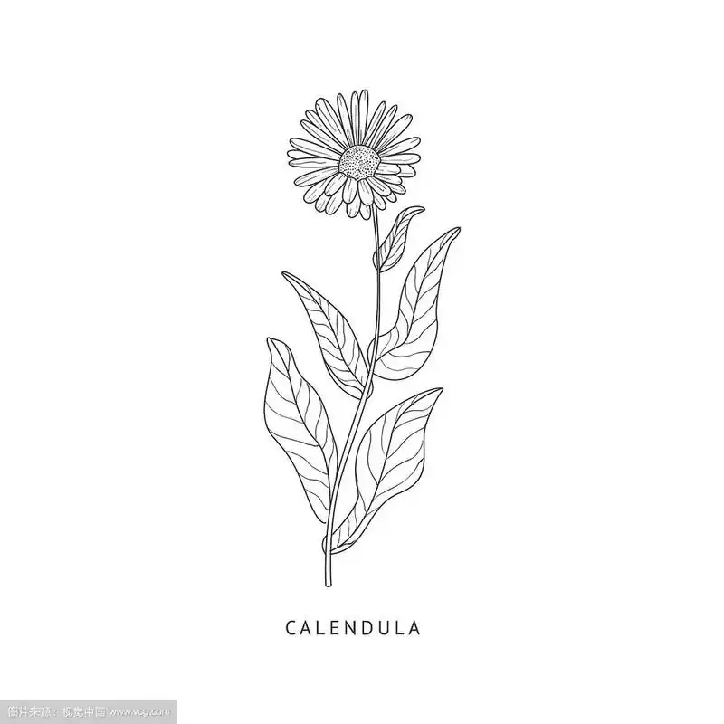 金盏花手绘写实素描