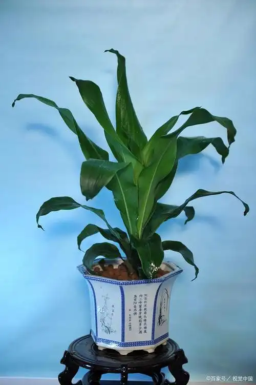 万年青的多样品种:了解广东万年青,如意万年青和黑美人万年青等