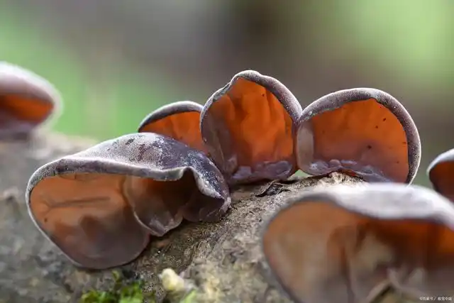 黑木耳种植环境难控制产量难提高别担心环境监控技术来帮忙